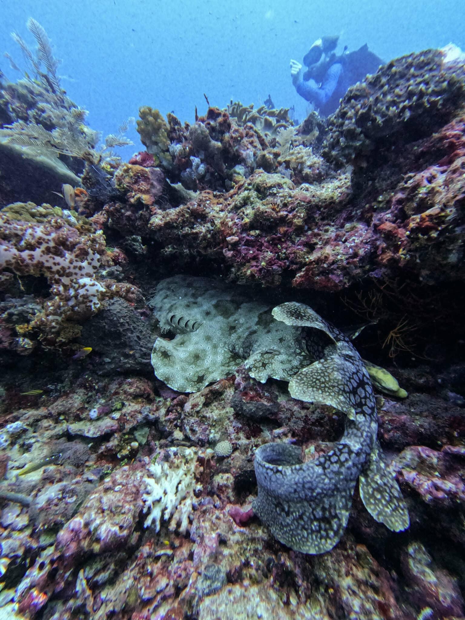 Discovering Raja Ampat: A Paradise for Divers and Nature Lovers