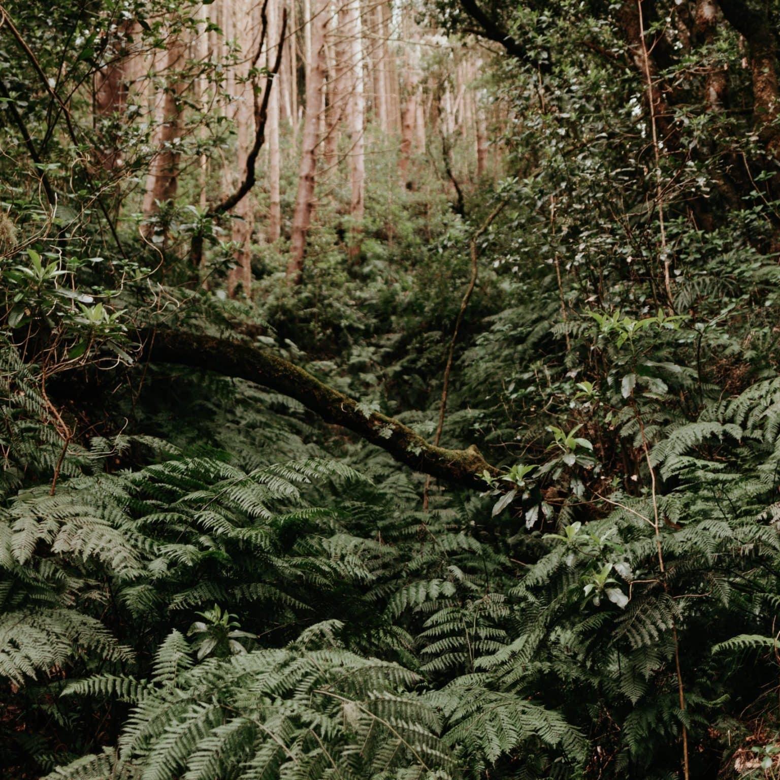 Madeira: Insider Tips & Highlights on the Island of Flowers