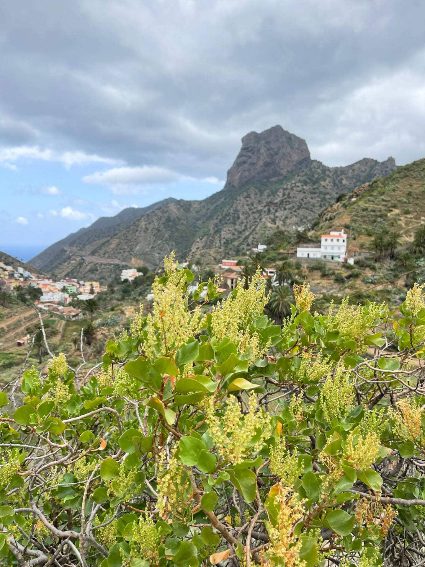 Hiking in La Gomera: 8 Routes for Your Adventure