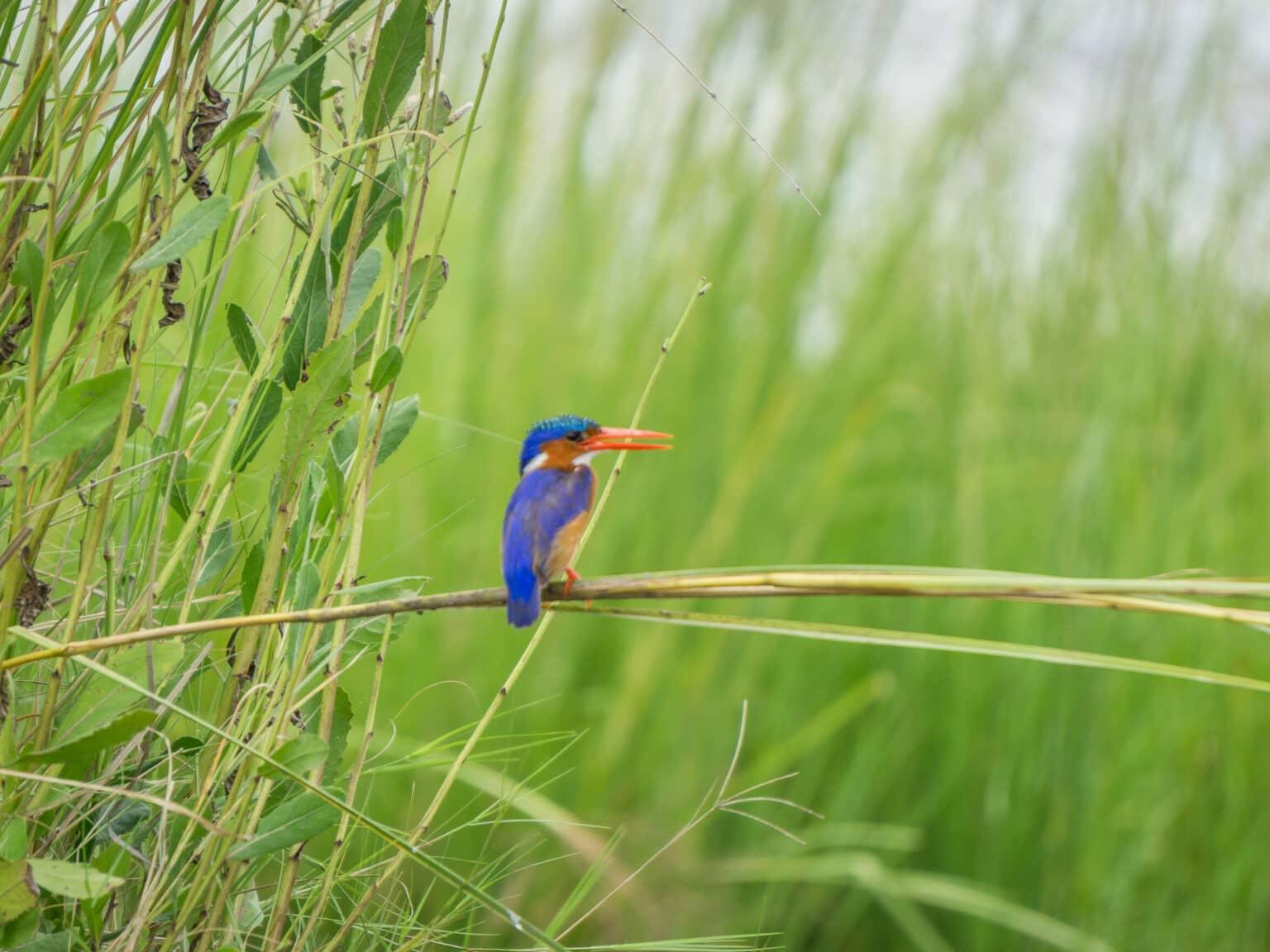 Chobe National Park - Safari in Botswana