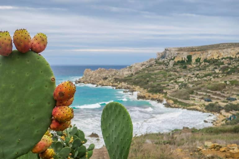 View of San Blas Bay with numerous cacti in the foreground