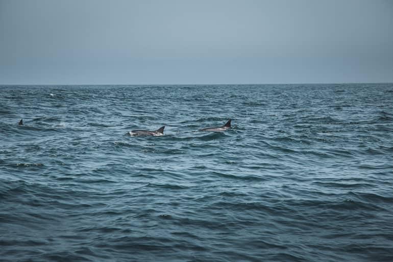 En las aguas cerca del puerto Marina Bandar Al Rawdha en Omán, se pueden ver dos delfines en el agua.