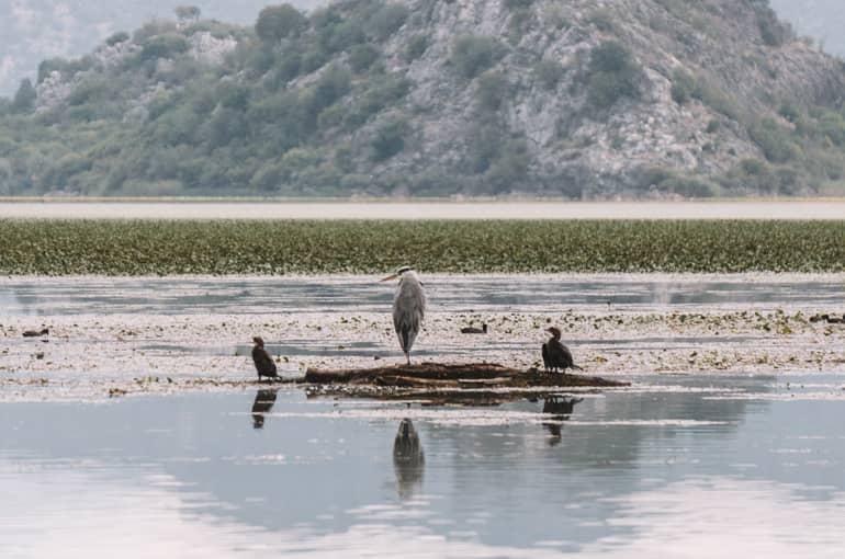 Aves migratorias posadas en un tocón en el lago Skadar.
