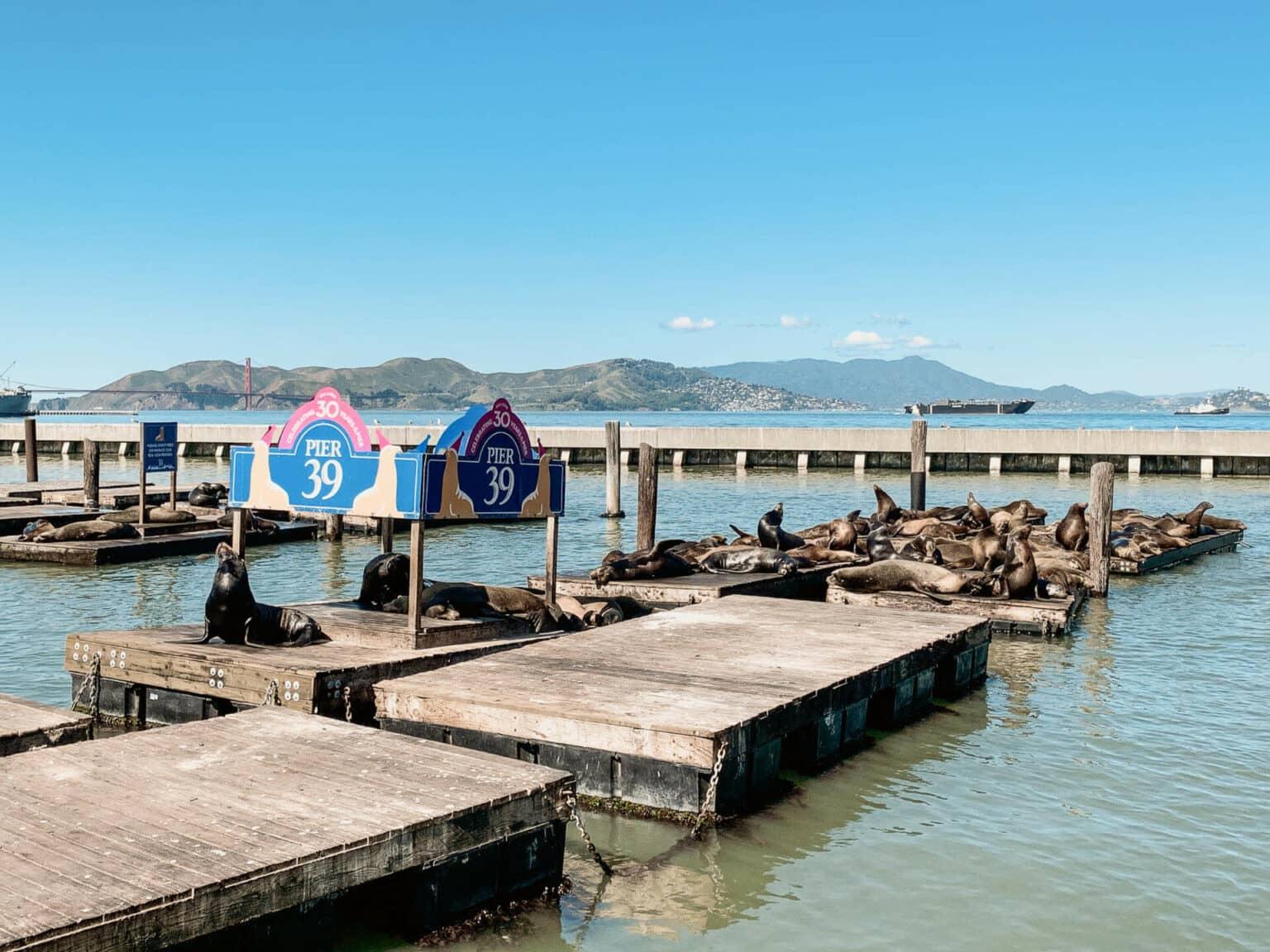 The sea lions at Pier 39 in San Francisco are a huge attraction.