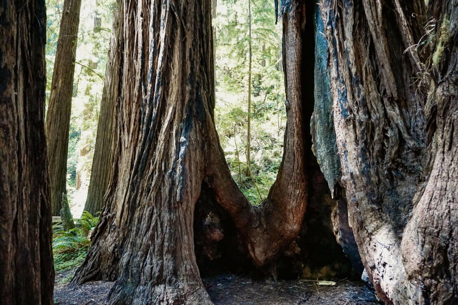 Visitors to San Francisco who want to immerse themselves in nature should definitely visit Muir Woods National Monument and marvel at the giant ancient coastal redwoods.