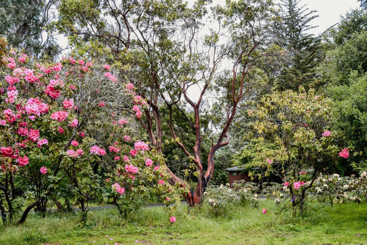 In the midst of the hustle and bustle of San Francisco, the Golden Gate Park offers a peaceful environment.