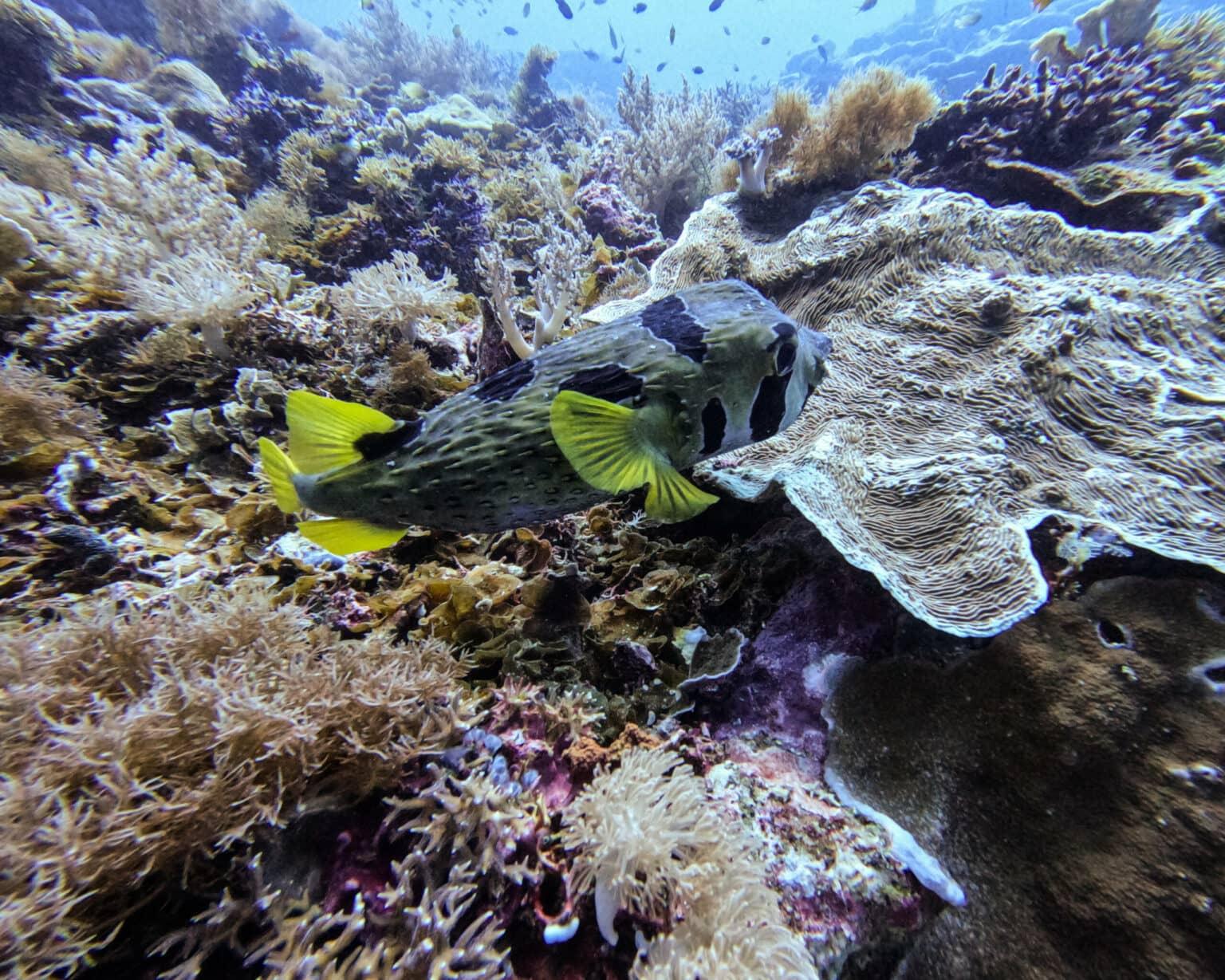 A fish with yellow fins swims in front of a coral reef in the sea near Raja Ampat.