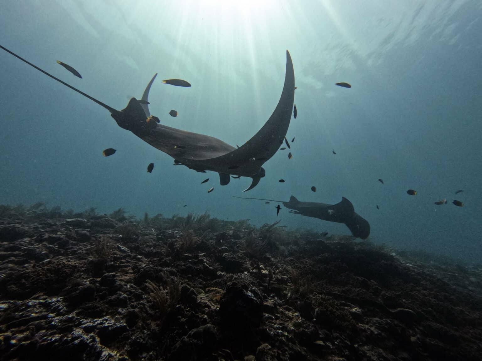 Two mantas swimming in the sea at Manta Ridge in Raja Ampat.