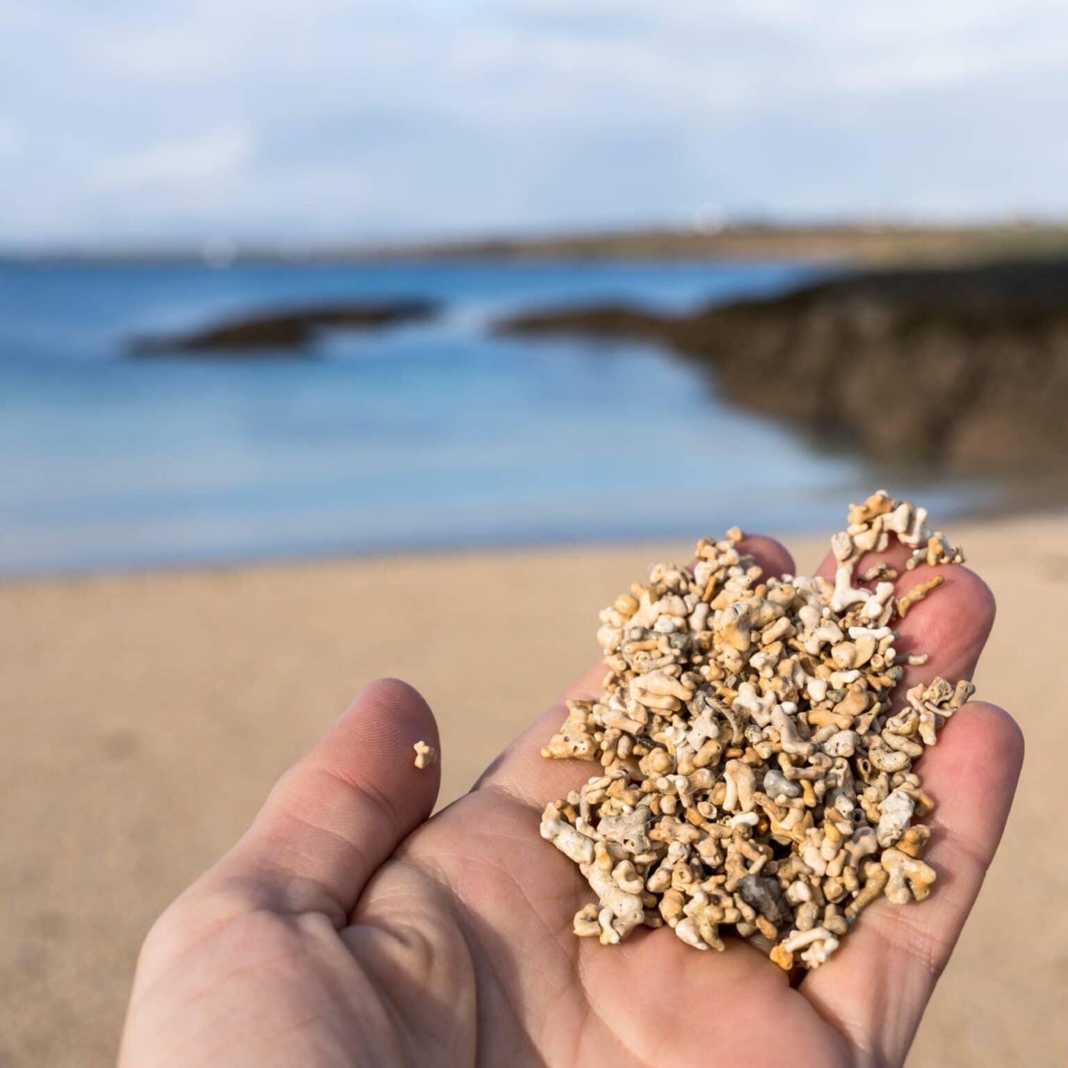 Arena de algas en una mano en la playa Coral