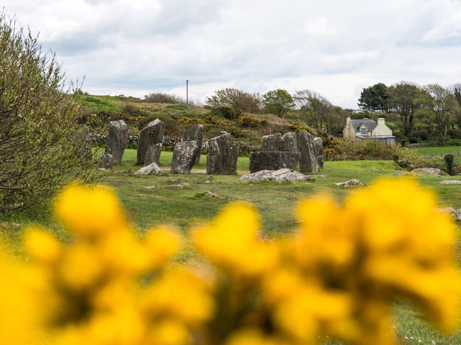 El círculo de piedras de Drombeg con gorse en primer plano
