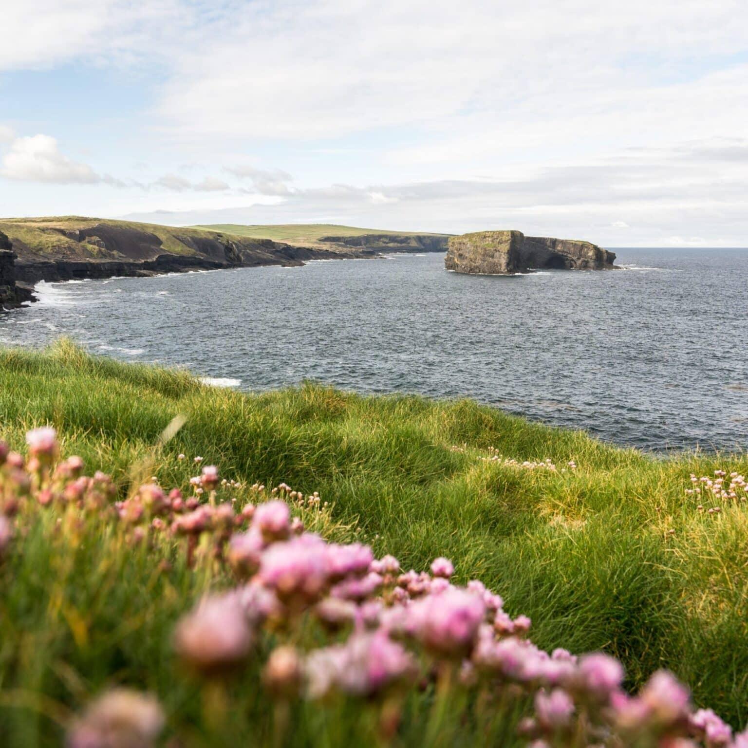 La vista hacia los Acantilados de Kilkee con flores en primer plano