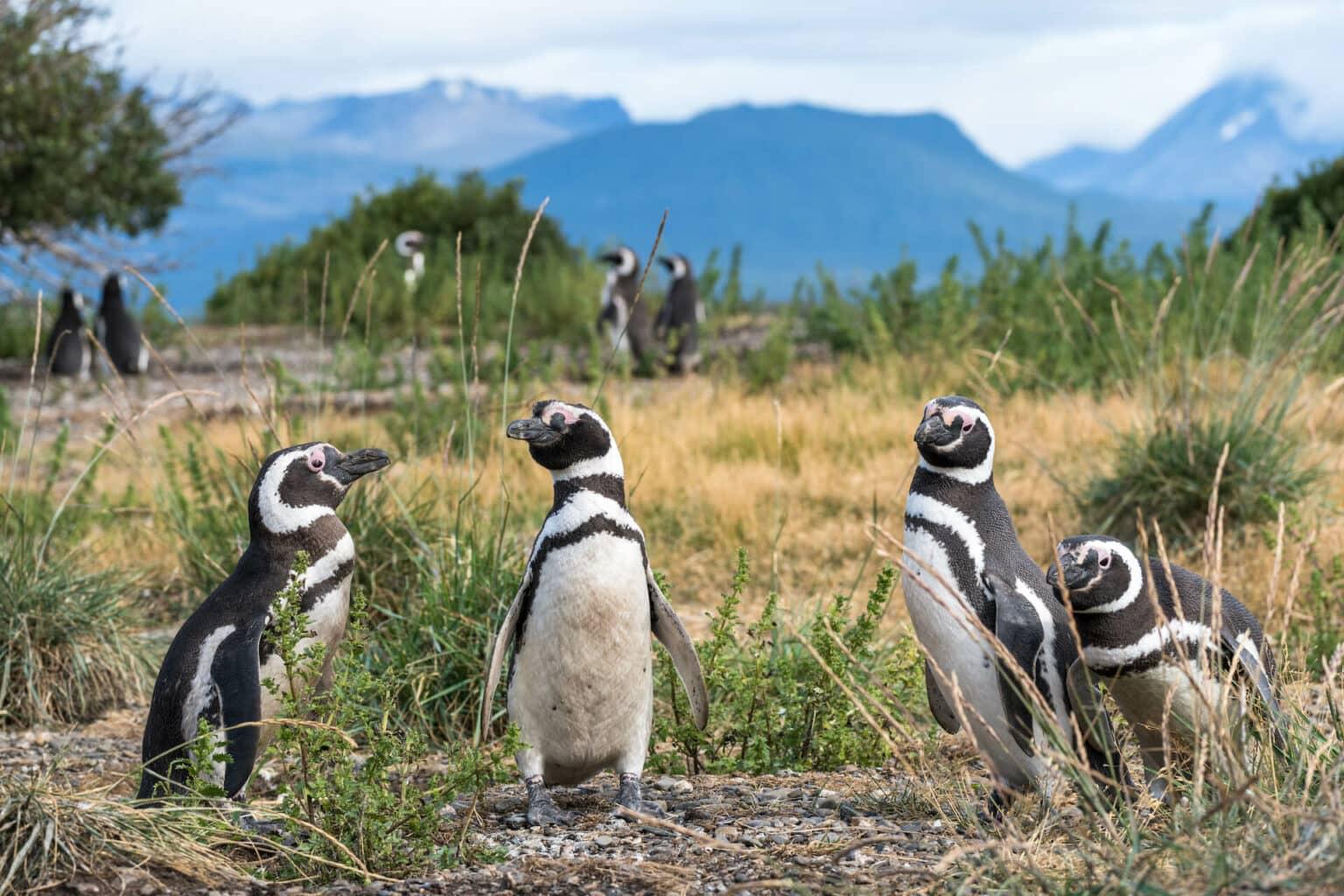 Pingüinos en la Isla Martillo.