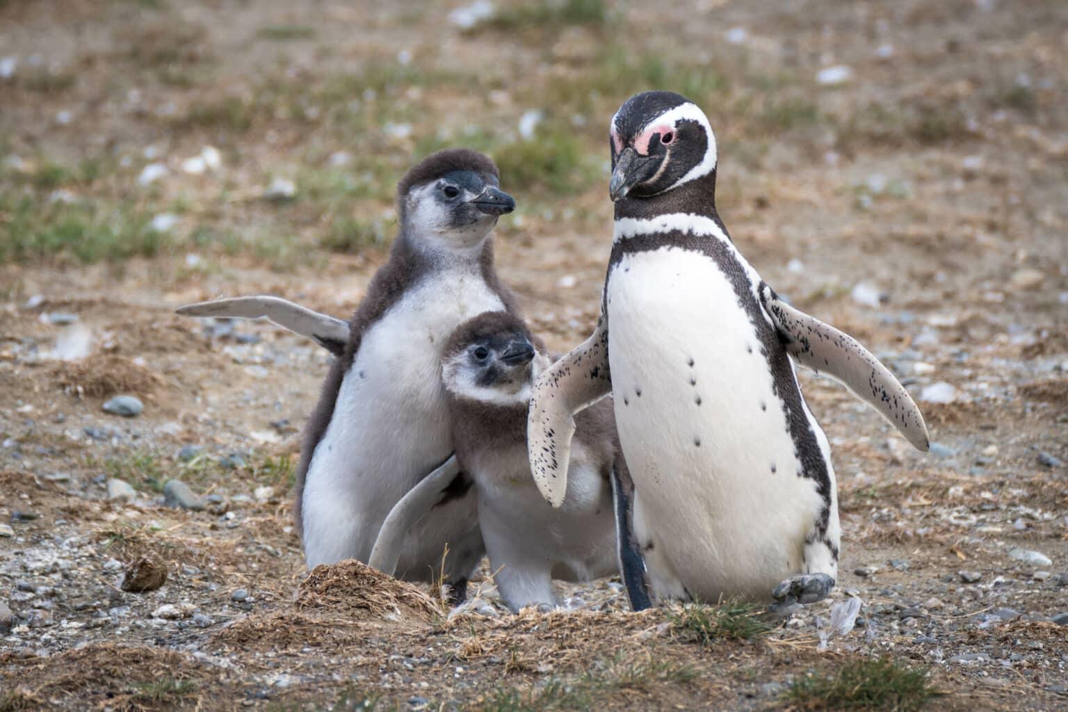Tres pingüinos de Magallanes en la Isla Magdalena en Chile.