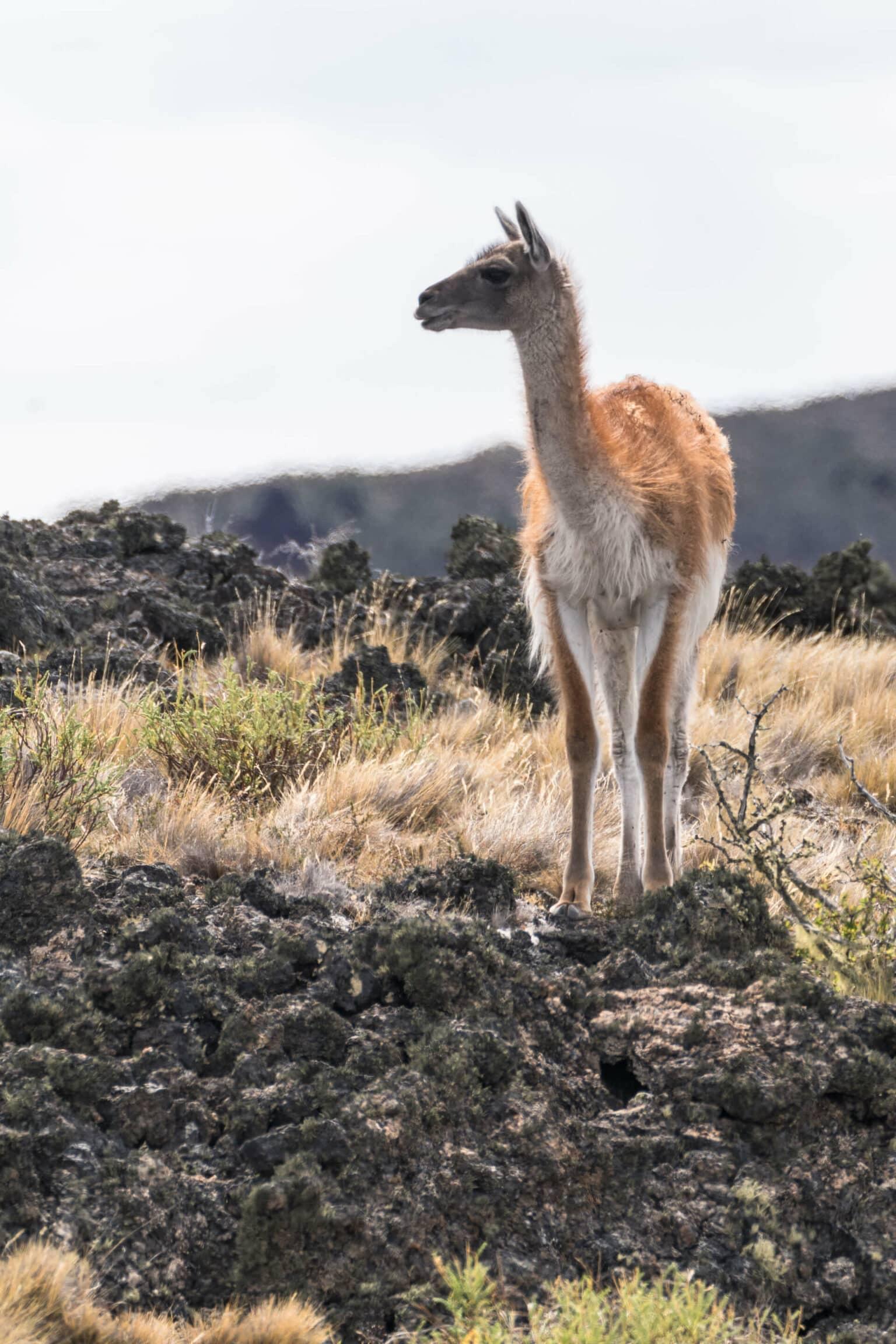 Un guanaco en el Parque Nacional Pali Aike.