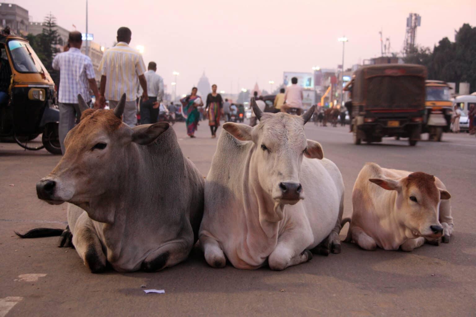 Three cows lying in the middle of a busy street.