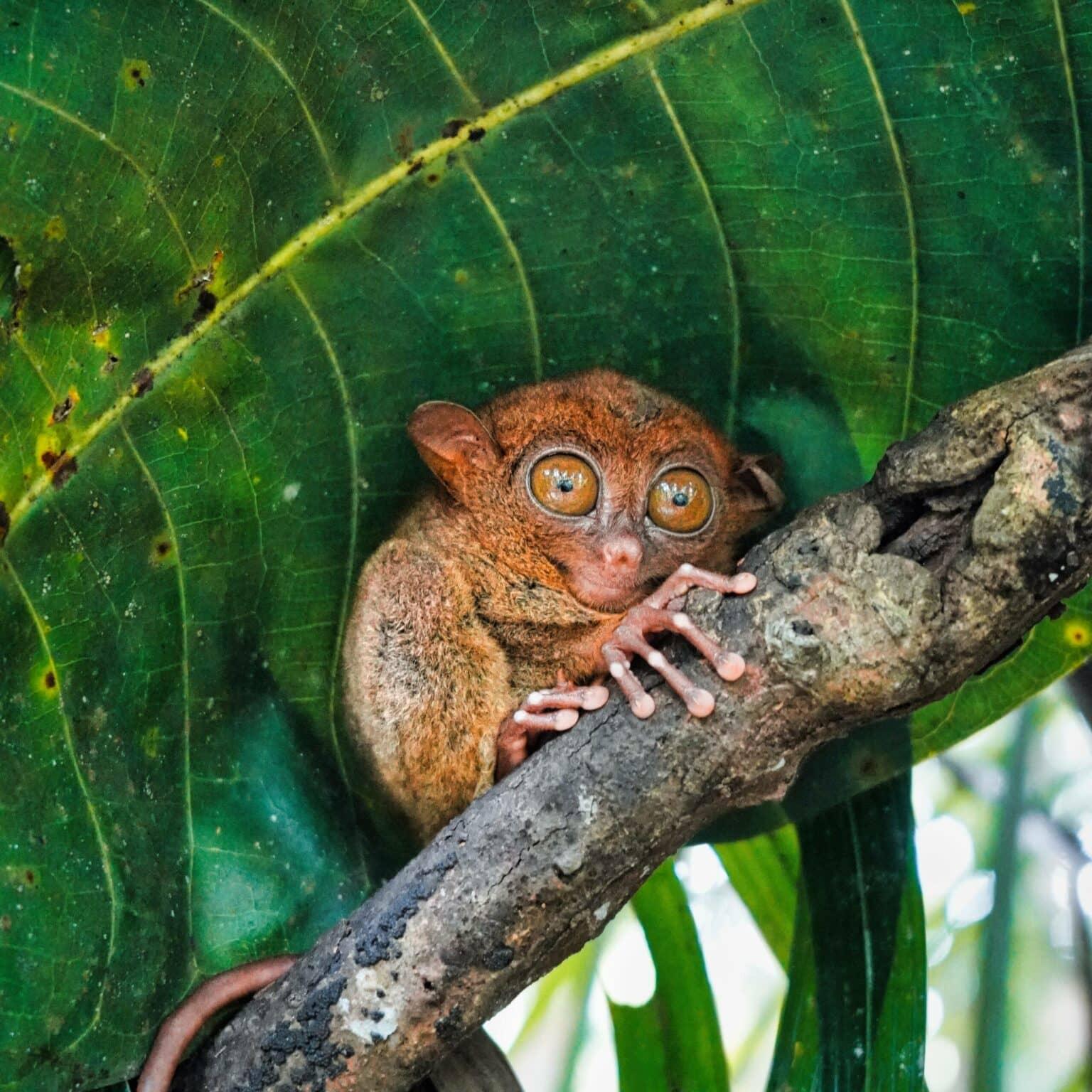 Un tarsier se sienta en una rama en Bohol.