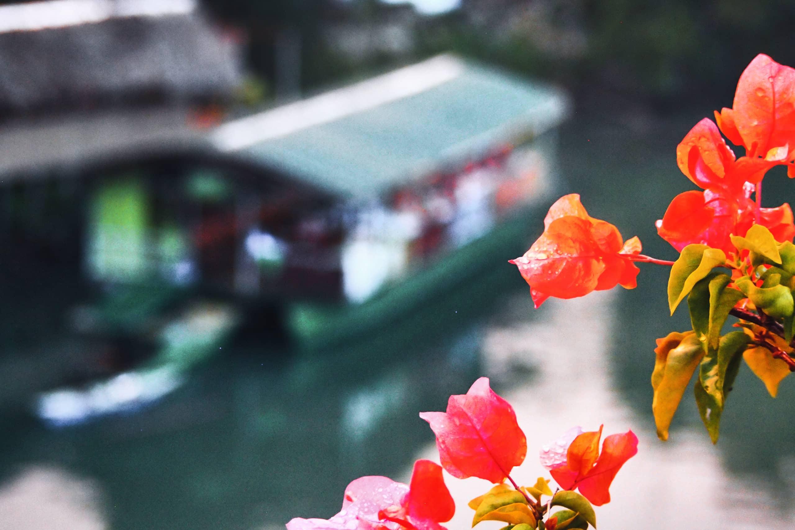 Flores rojas crecen a lo largo de la orilla del río en Bohol.