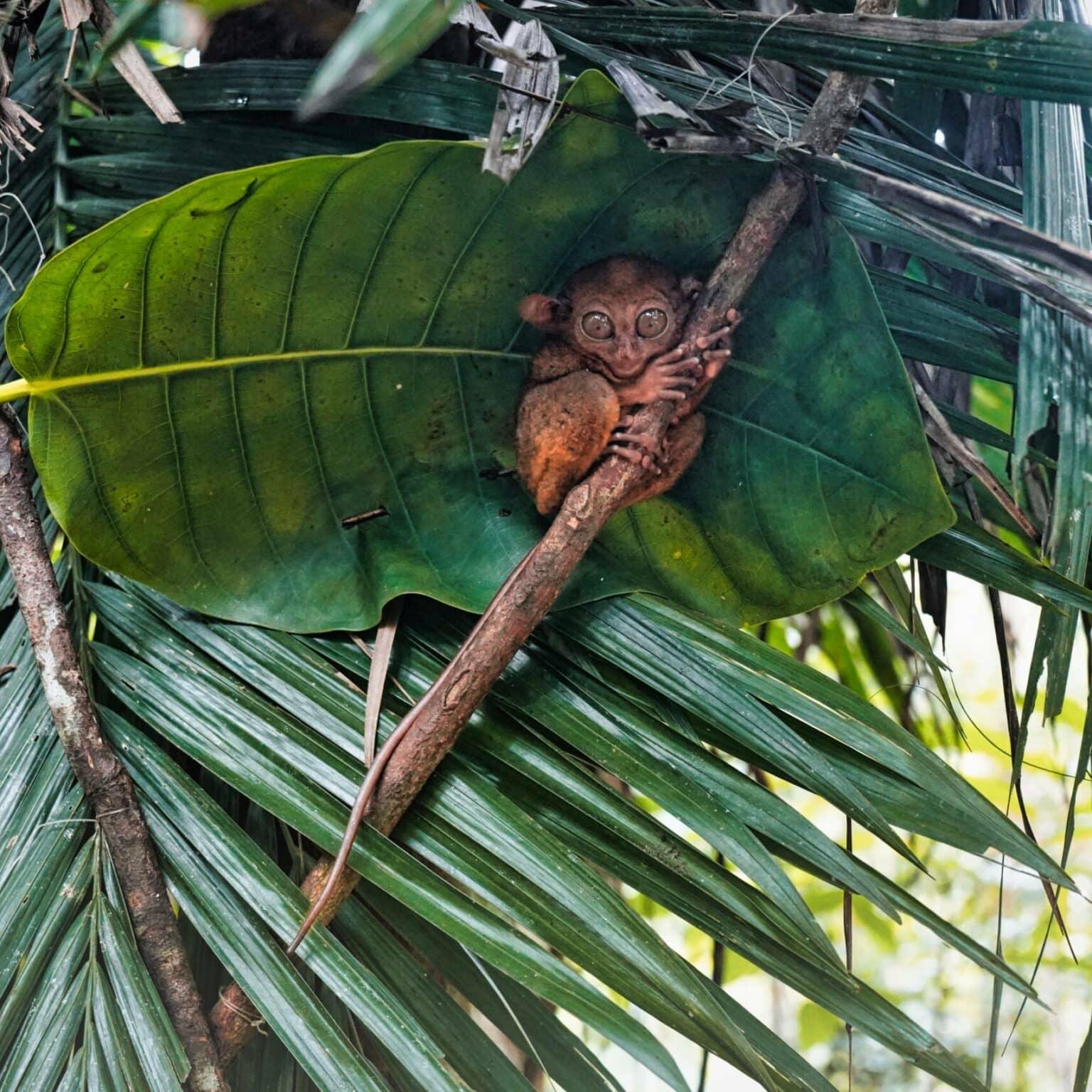 Un tarsier se oculta entre las hojas en una rama en Bohol.
