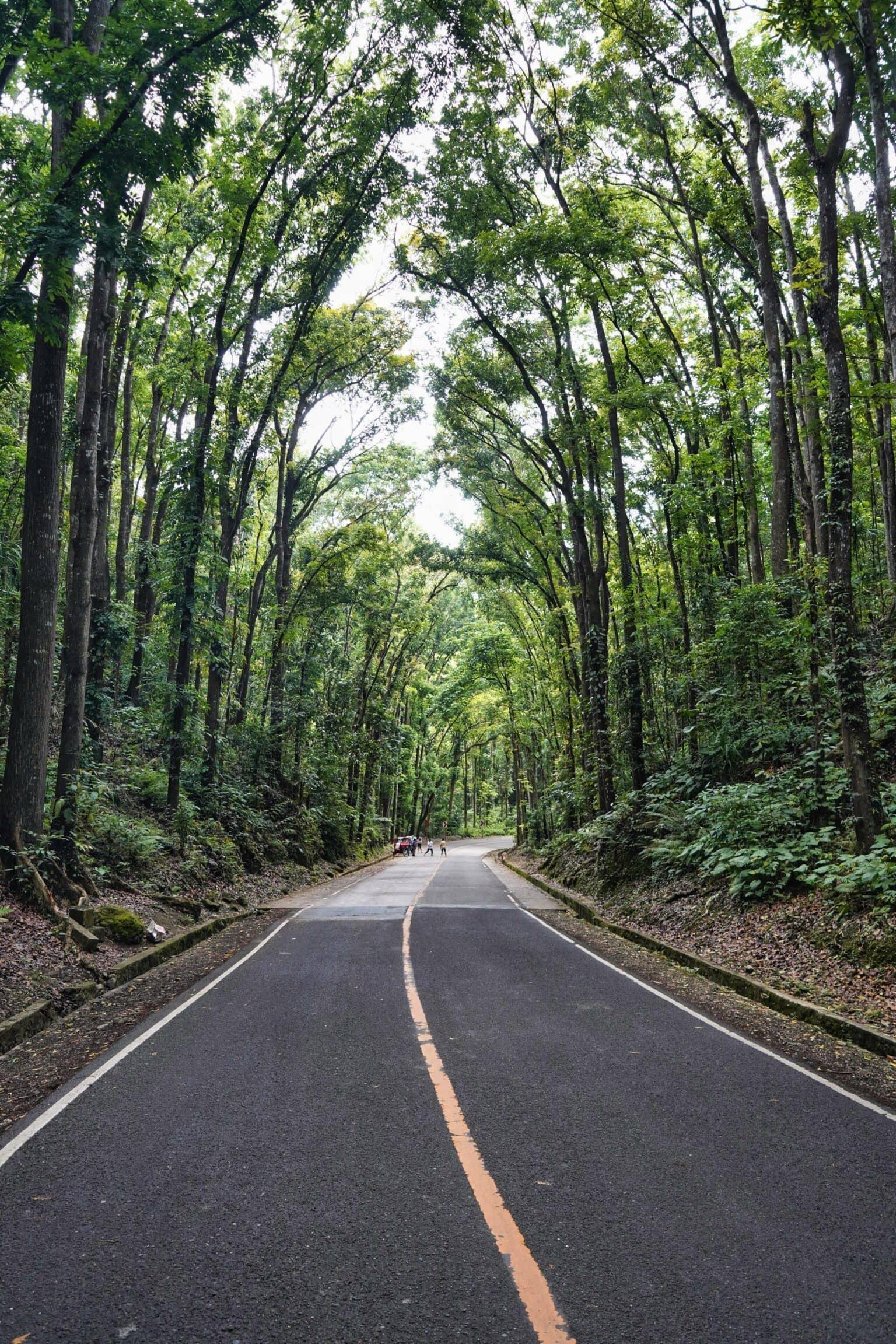 Una carretera flanqueada por árboles atraviesa el Man-Made Forest en Bohol, Filipinas.