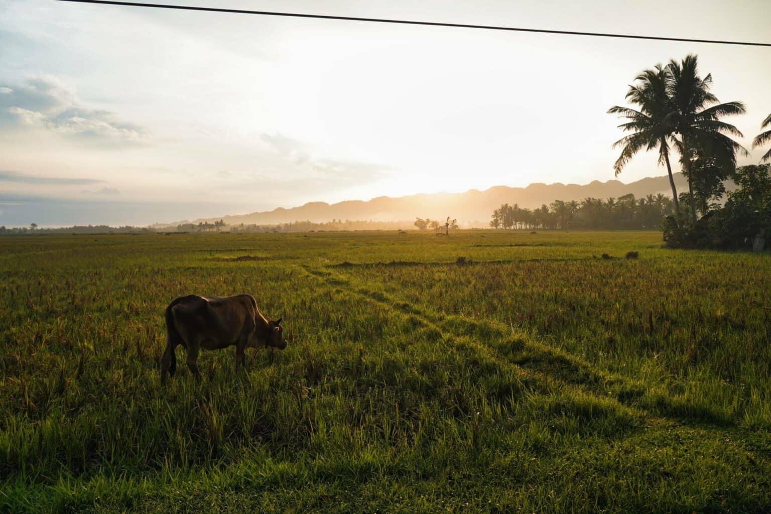 Un Carabao en el campo de arroz en Bohol al atardecer.