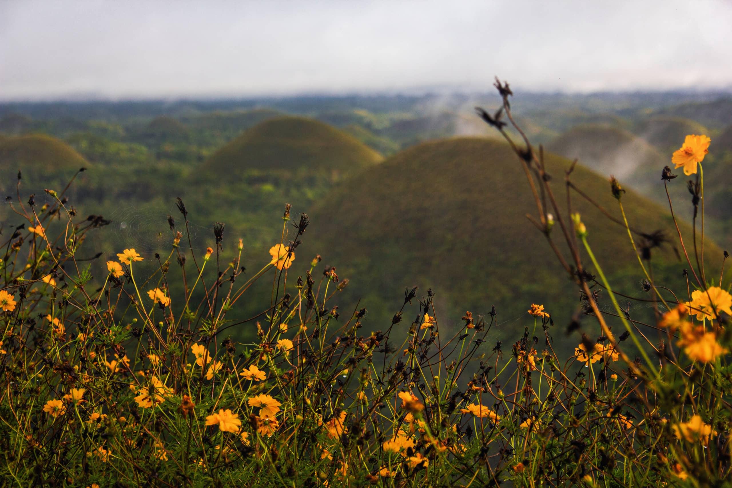 En primer plano de las Chocolate Hills en Bohol crecen hermosas flores amarillas.