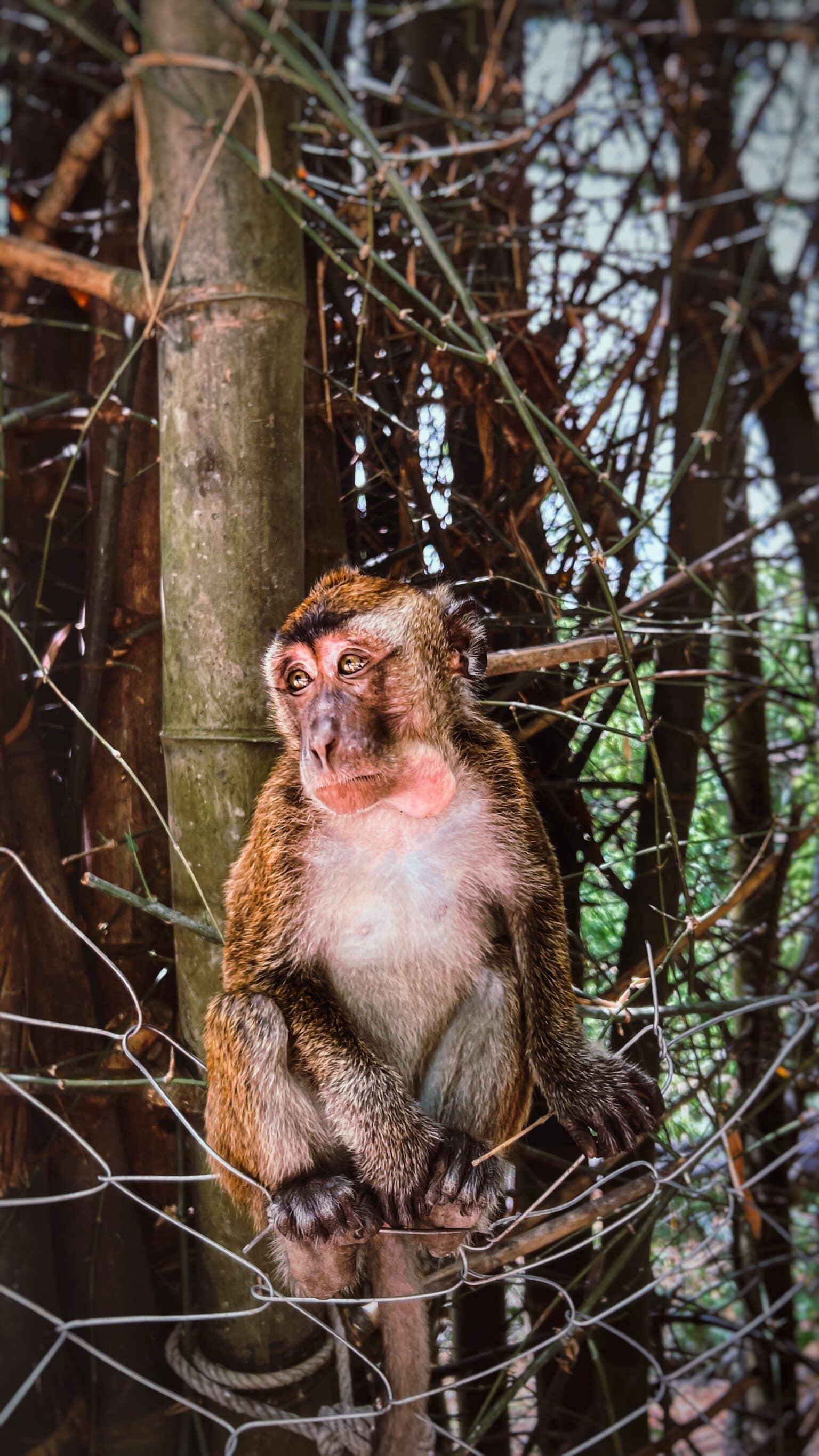 Un macaco está sentado en una valla observando lo que sucede.