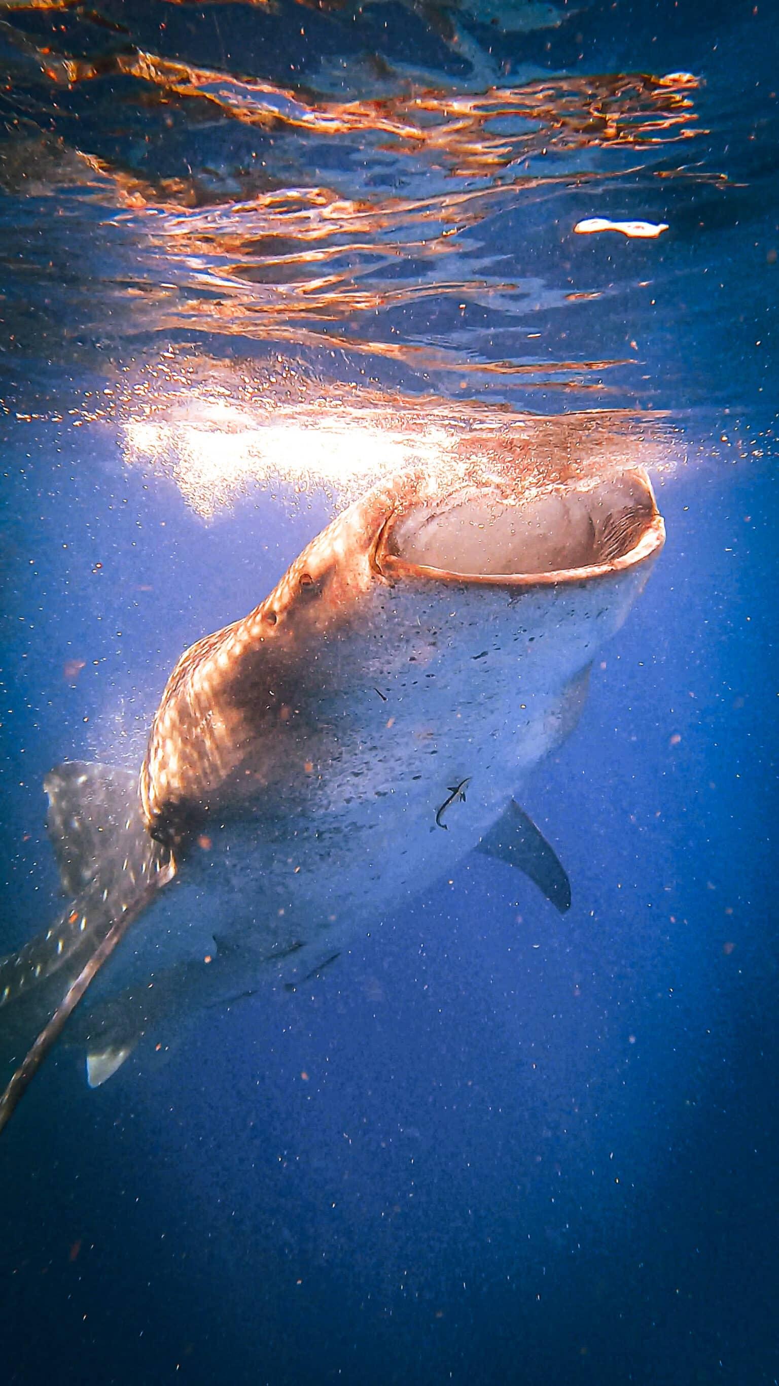 Un tiburón ballena emerge de las profundidades del mar. Con la boca abierta busca alimento.