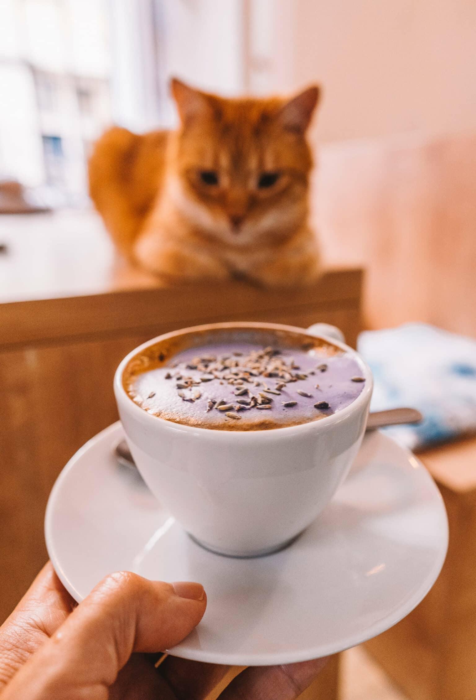 A cappuccino against the backdrop of an orange cat in a cat café in Prague.