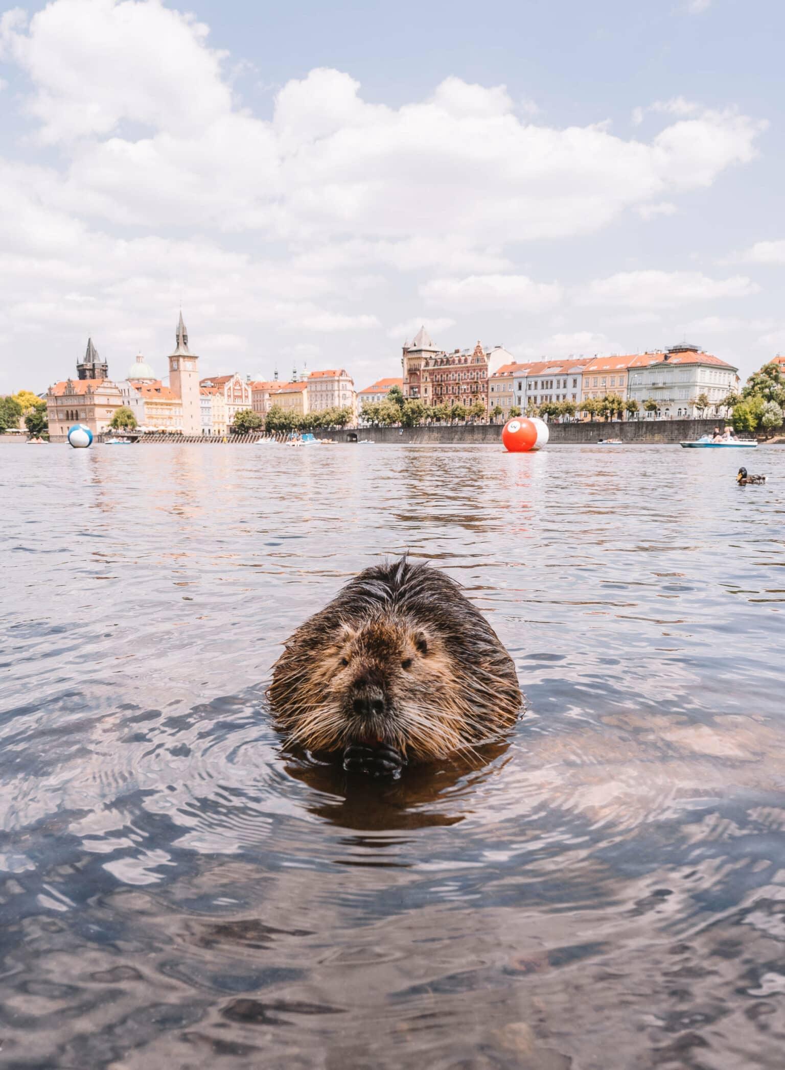 A nutria swims in the Vltava in Prague.