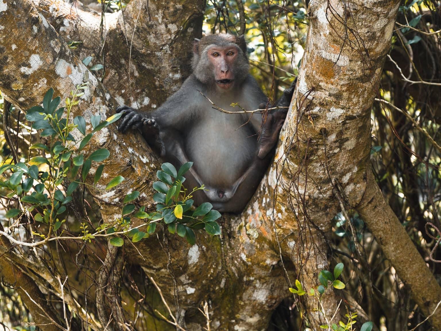 A monkey sits among the branches in Kenting National Park in Taiwan.