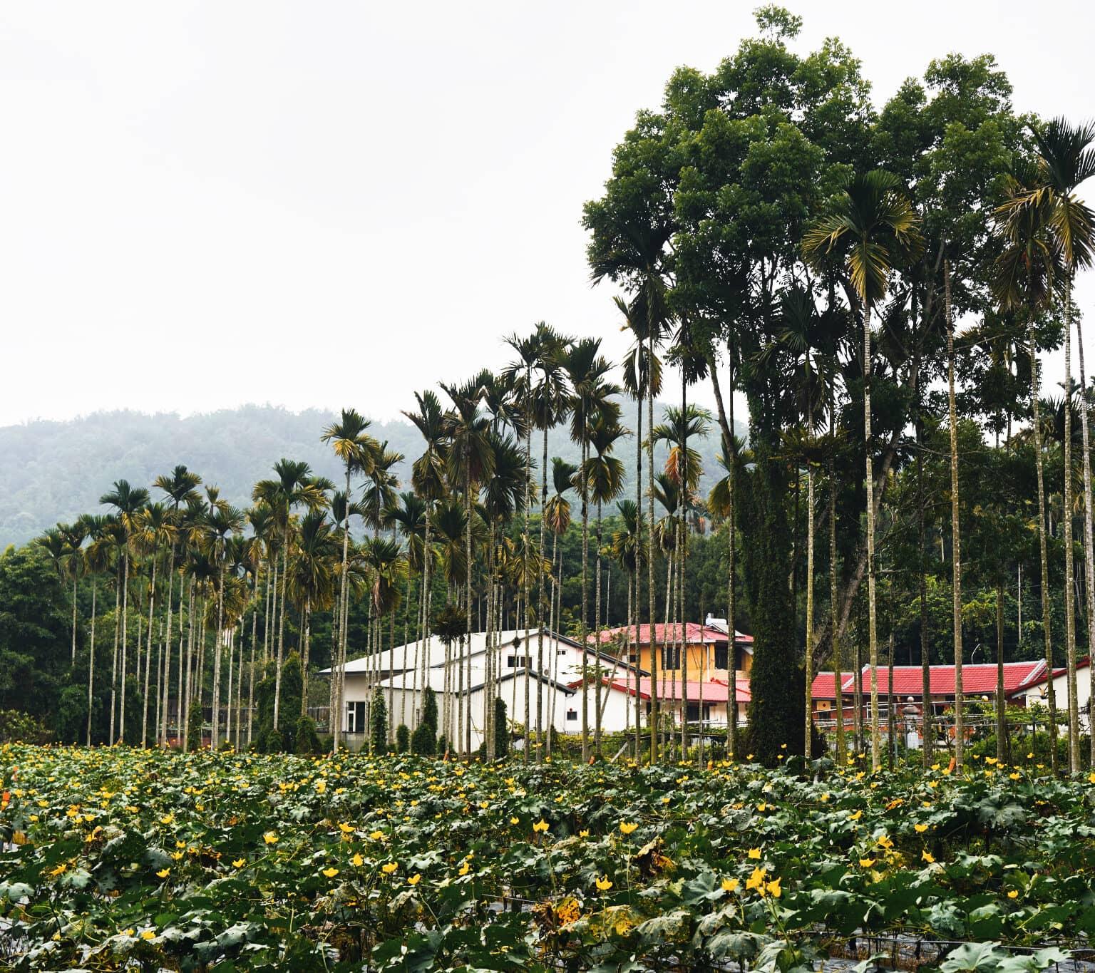 Many palms and green plants create the landscape around Sun Moon Lake in Taiwan.