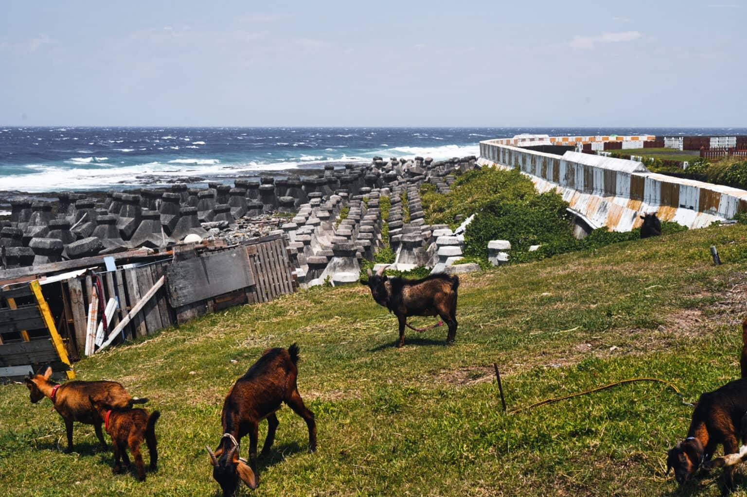 Goats stand in a meadow by the coast on Green Island.