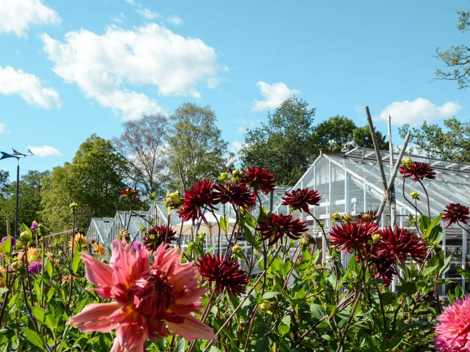 An insider tip that combines a greenhouse and café is the Rosendals Trädgardskafé.