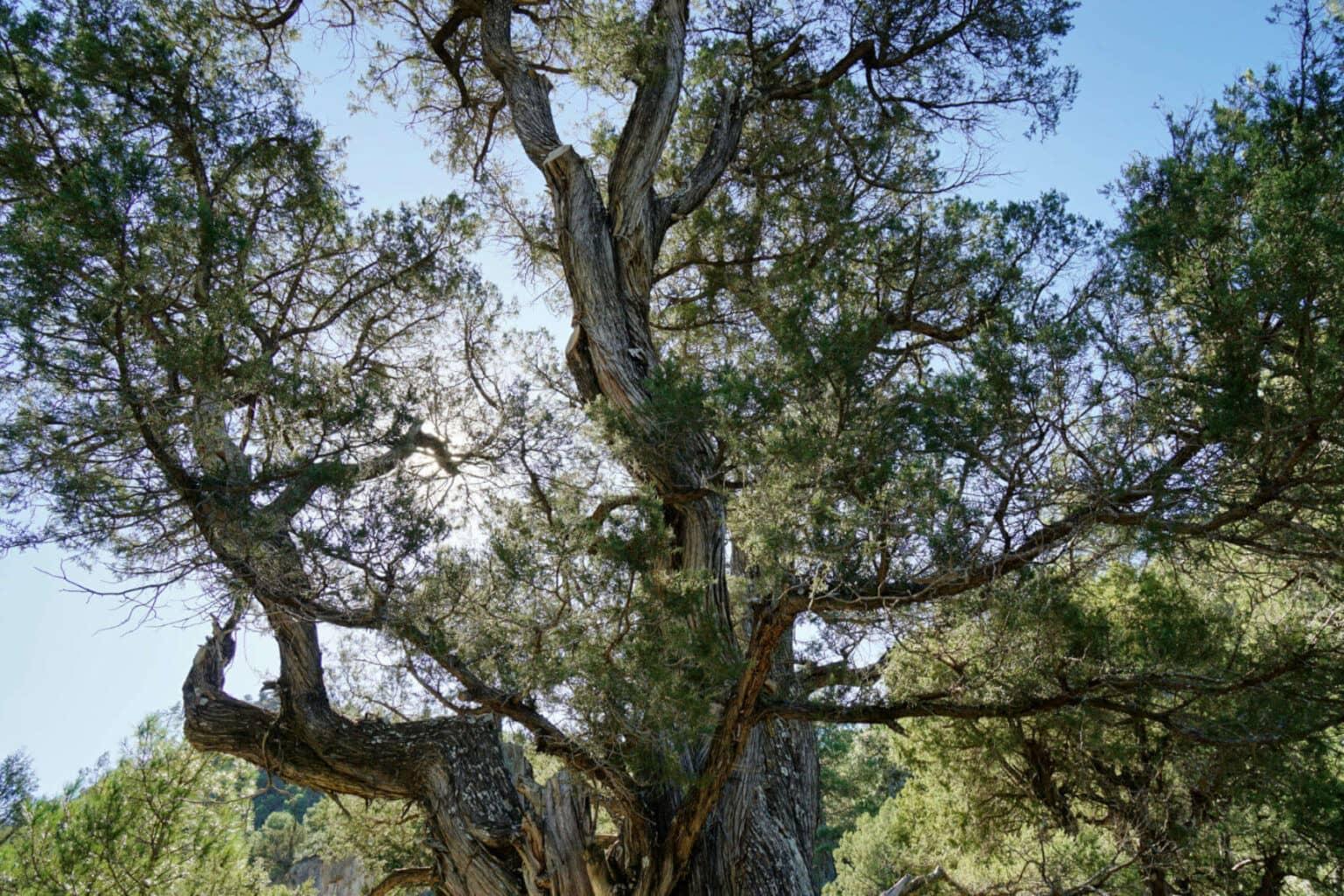 An ancient juniper tree in the Puebla de San Miguel Nature Park outside of Valencia reaches for the sky.