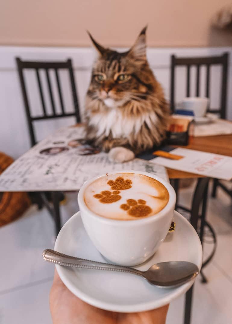 Viaje a Budapest: Un gato descansa sobre una mesa frente a un café.