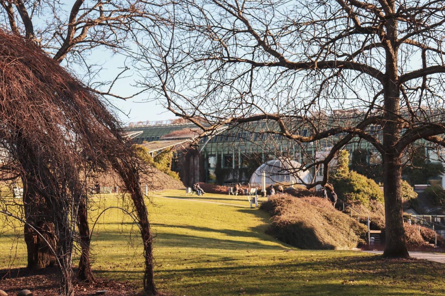 Through the branches of a tree, one catches a glimpse of the University Library, which resembles a large greenhouse.