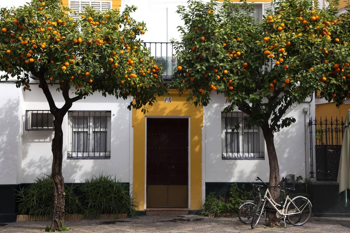 Seville's cityscape with charming houses and orange trees is enchanting.