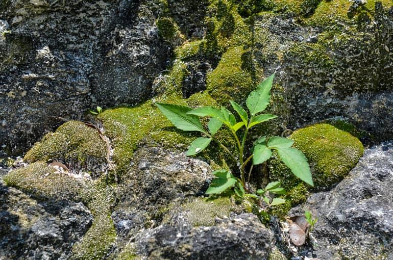 Selva de Tikal