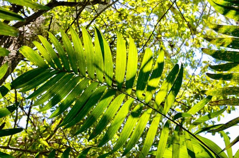 Diversidad de plantas en Tikal