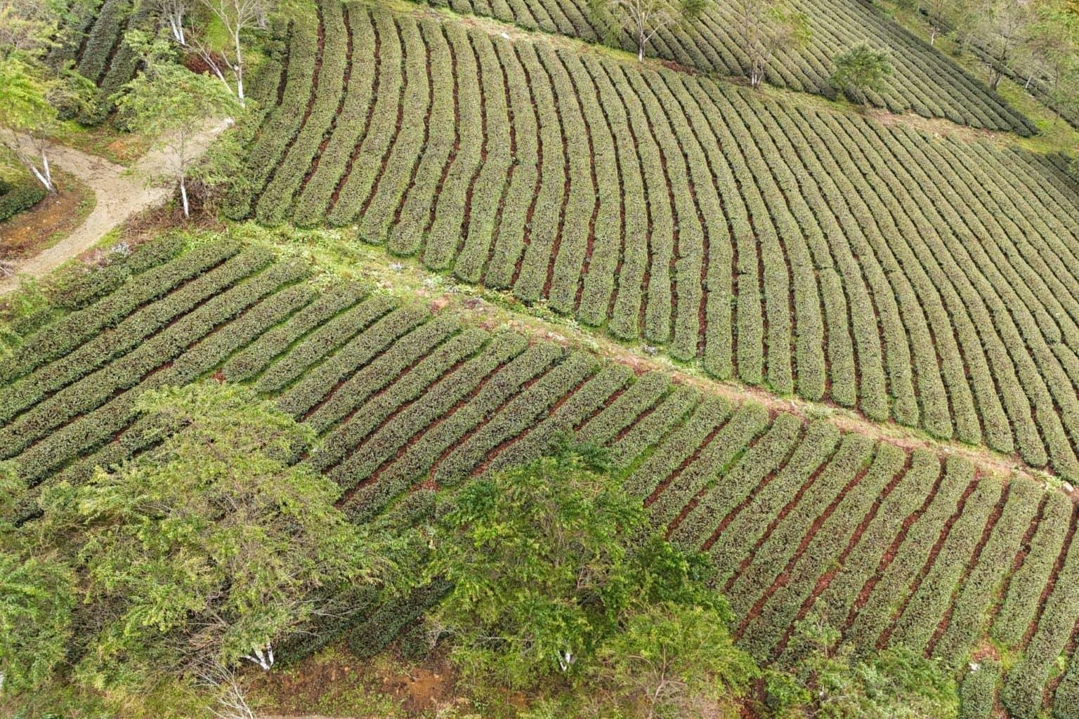 Plantations of green tea from above