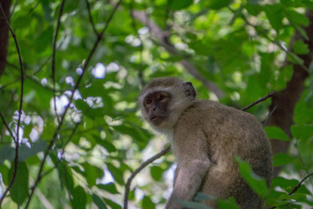 Un mono se sienta en los árboles cerca de la Victoria Falls Safari Lodge en Zimbabue.
