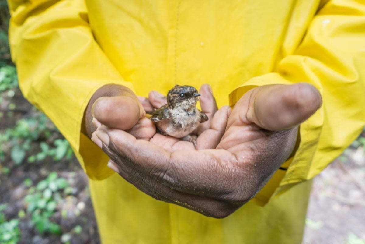 Un hombre con una chaqueta amarilla sostiene un pequeño pajarito cerca de las Cataratas Victoria en Zimbabue.