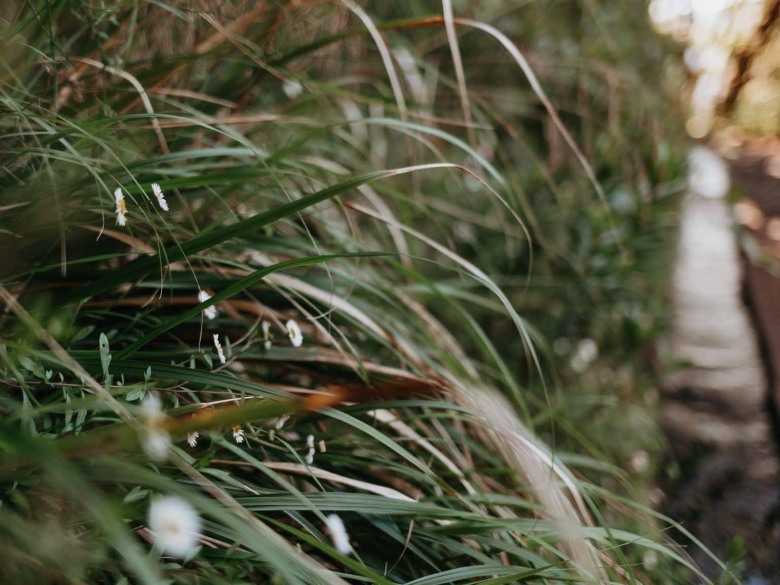 A dense forest with a small water channel beside it.