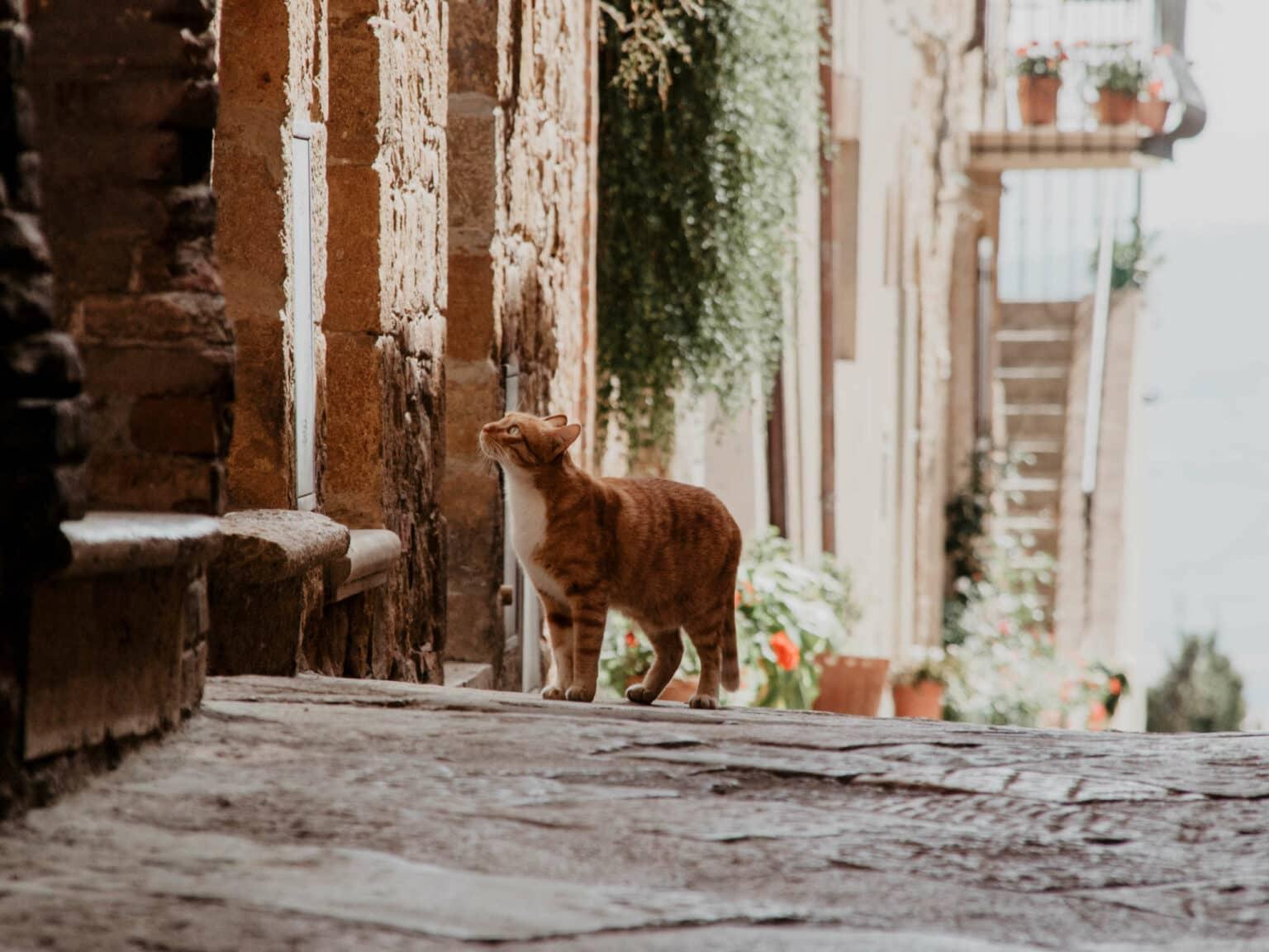 Un gato de pelaje rojo-marrón se desplaza sigilosamente por las calles adornadas de flores de Pienza en la Toscana. Este pueblo es una visita obligada durante un viaje por la Toscana.