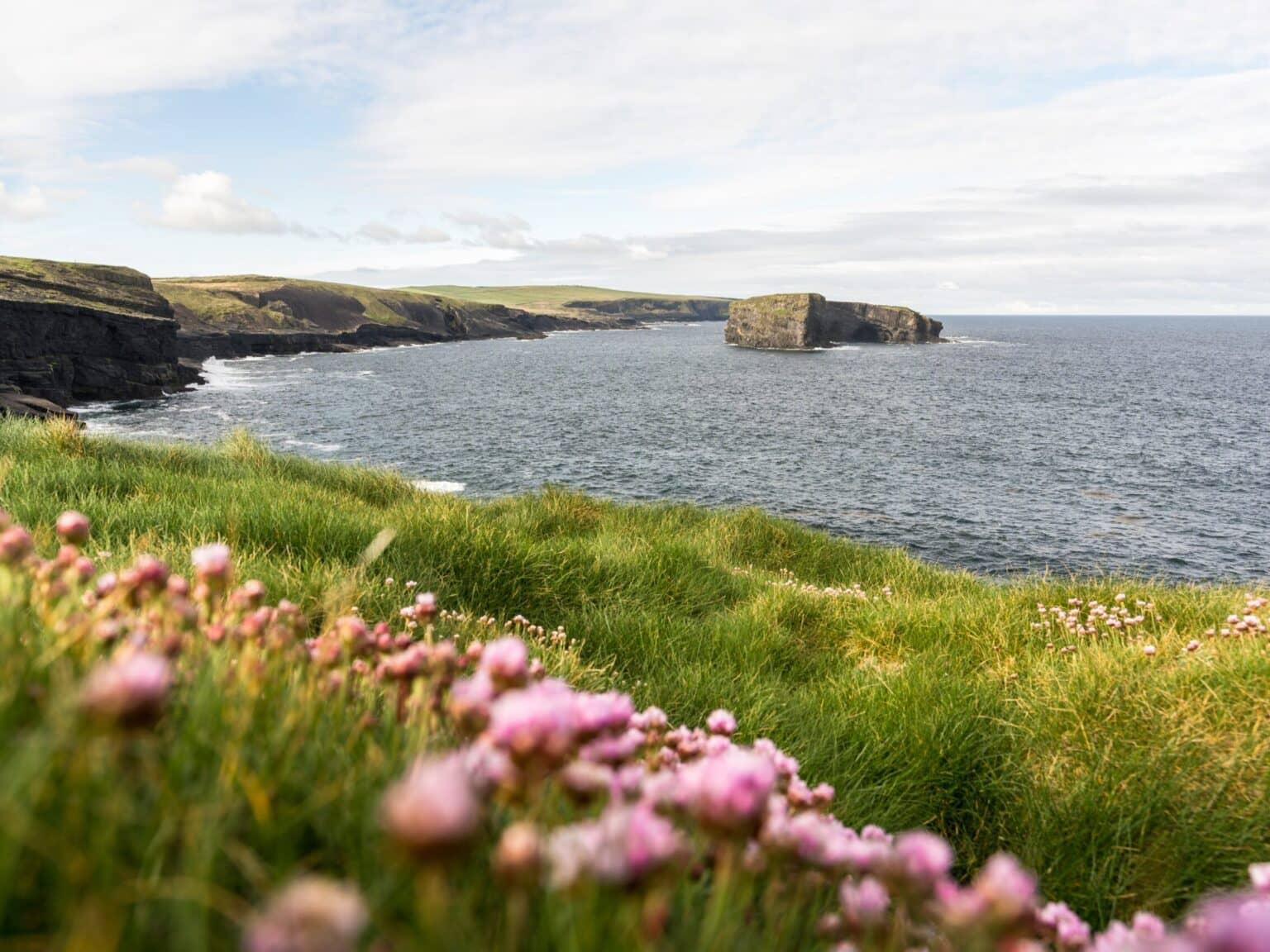 View to the Kilkee Cliffs with flowers in the foreground.