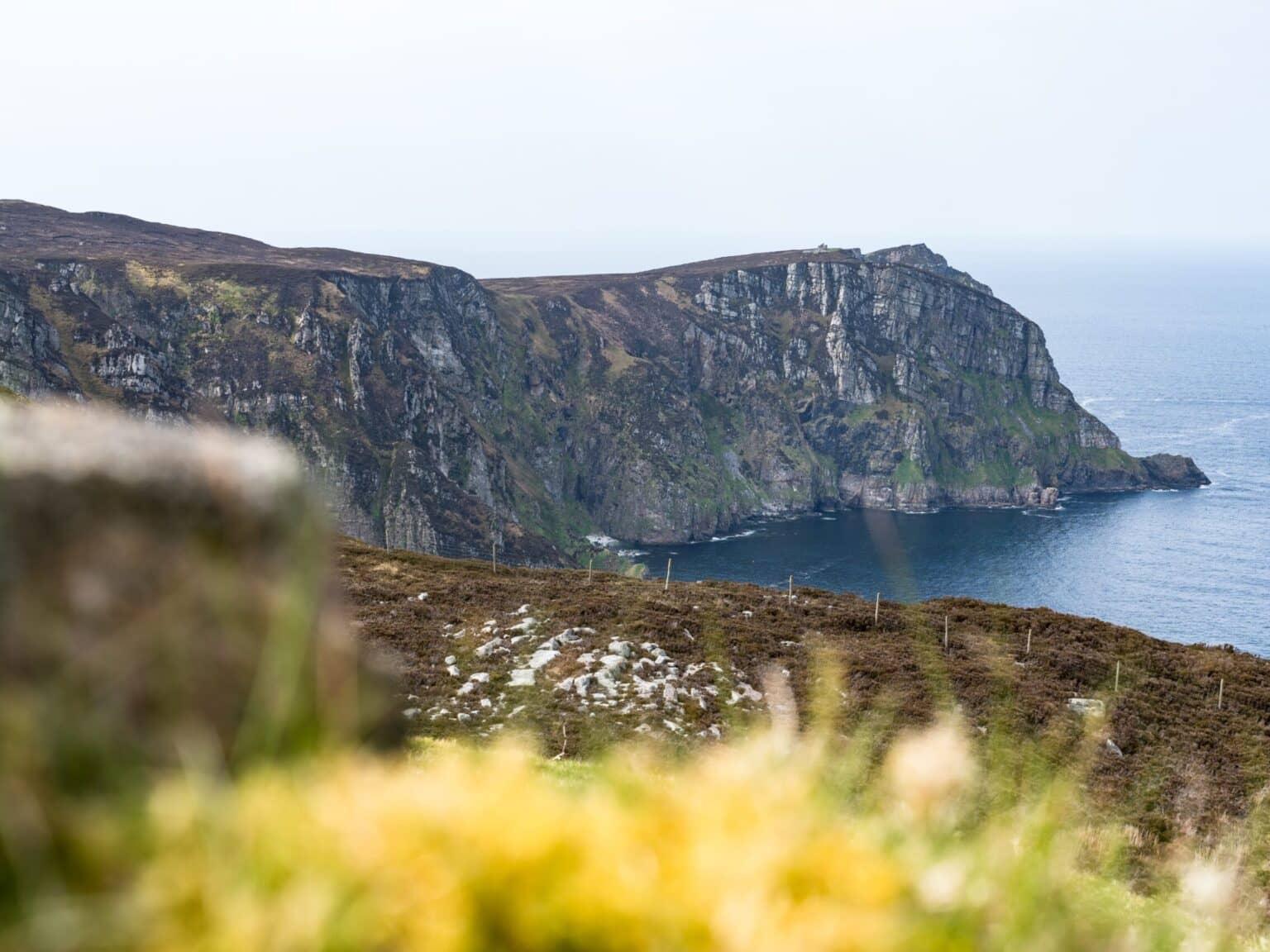 The rugged coast of Horn Head with flowers in the foreground.