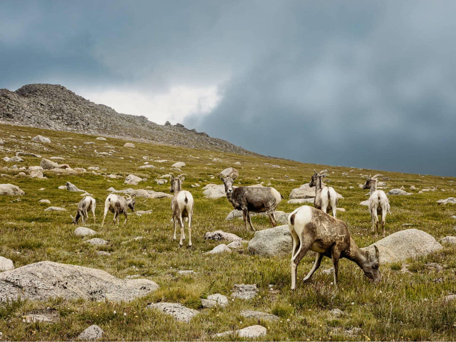 En las montañas de Colorado, cerca de la metrópoli de Denver, no es raro encontrar animales.