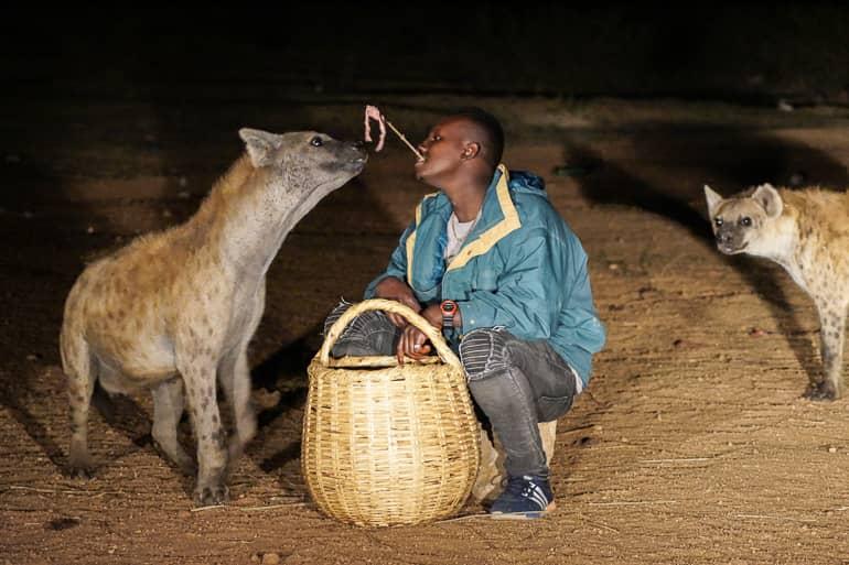 A local feeds hyenas with meat from a basket in Harar, Ethiopia.