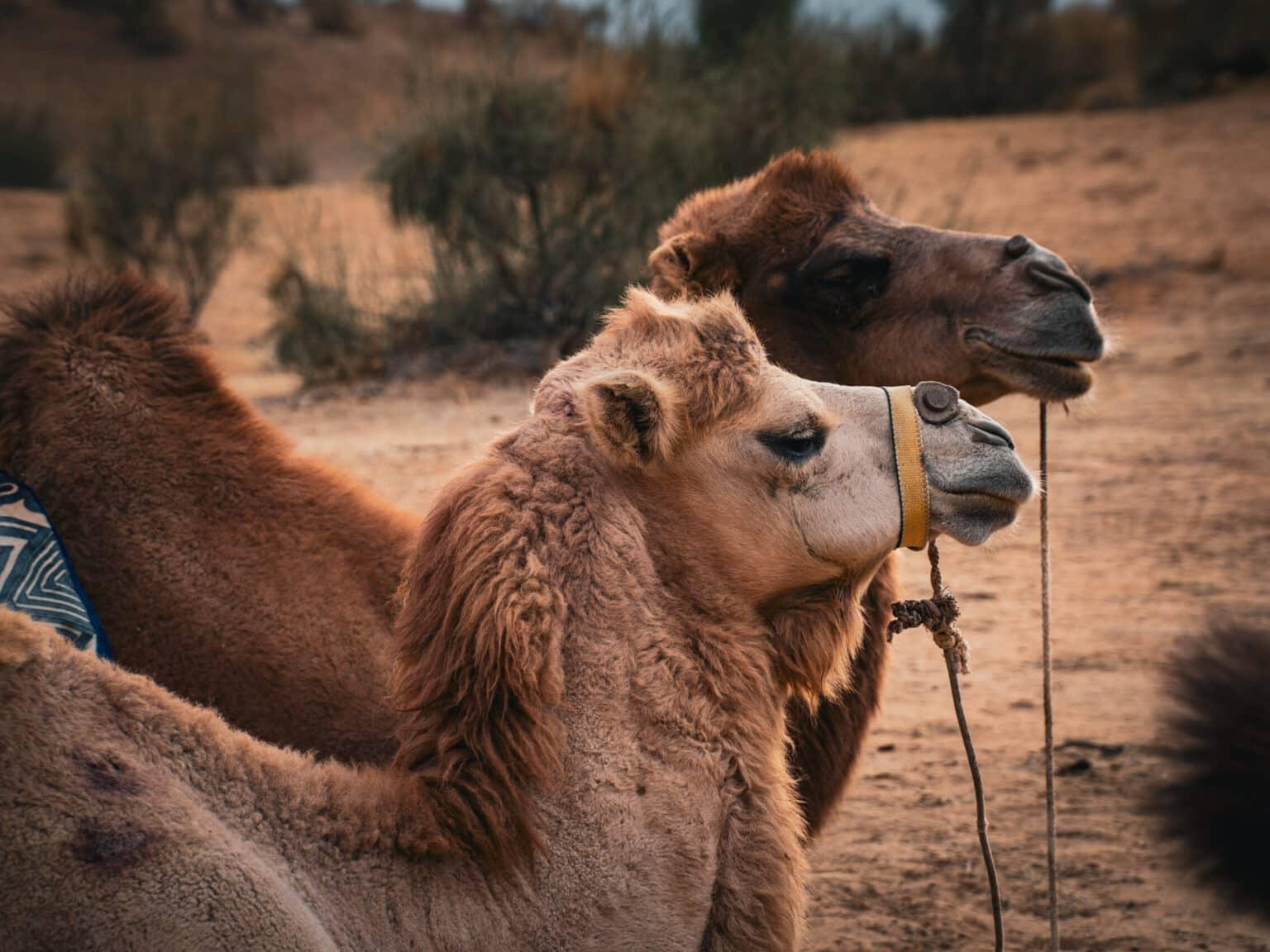 Two camels with brown fur and harnesses resting side by side in the deserts of Uzbekistan