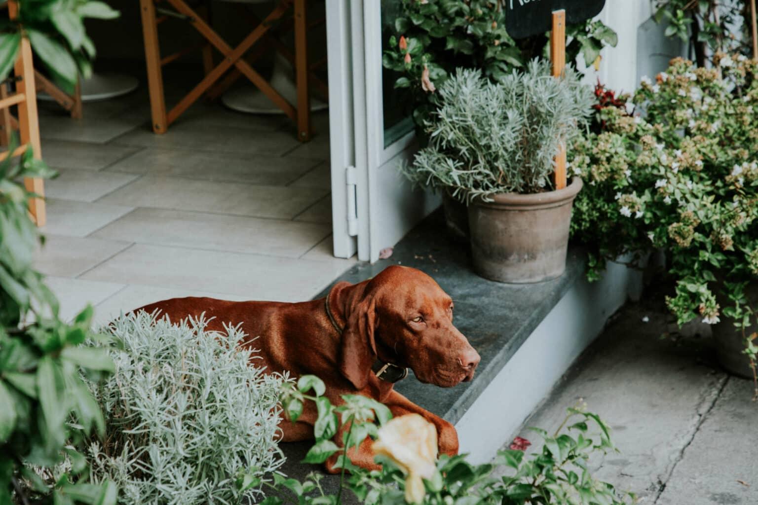 A dog lying on a terrace.